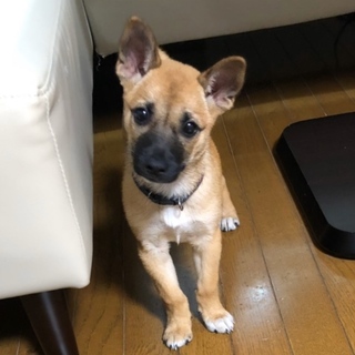 ありがとうございます