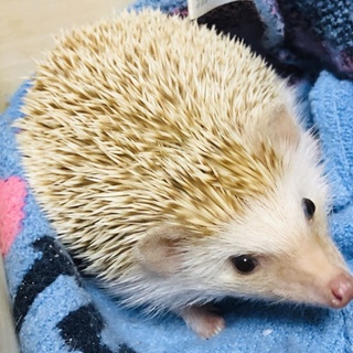 優しい飼い主さん募集