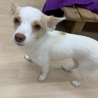 運動神経抜群！小型の２才やっこちゃん