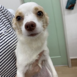 アニマー湯犬猫譲渡会 サムネイル2