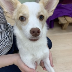 アニマー湯犬猫譲渡会 サムネイル3