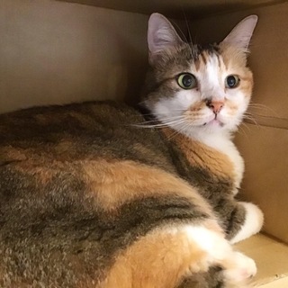 【ミイタ】甘えん坊な膝乗りさん