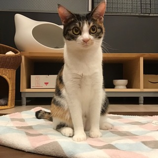 【こまち】元気いっぱいで甘えん坊な美猫