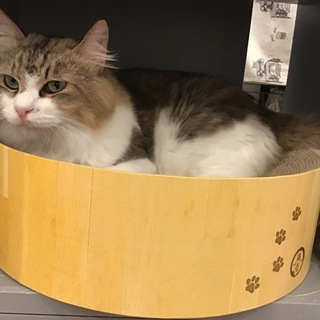 【輝】遊ぶの大好き！わんぱくな長毛くん