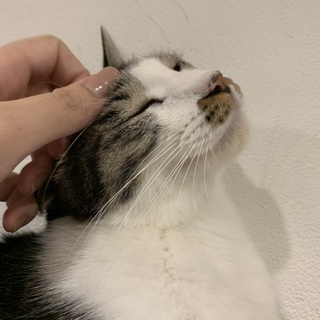 【ニャンシロウ】遊ぶ事が大好きなイケニャン