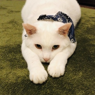 ぽちゃぽちゃで穏やかな男の子　カブ君