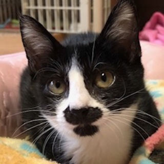 元気いっぱい甘えんぼの女の子　いちごちゃん