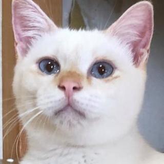 元気いっぱい甘えんぼのしらす君