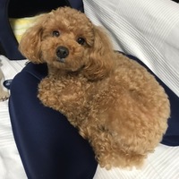 みんと