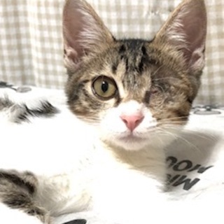 元気いっぱい甘えんぼの女の子　ニモちゃん