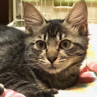 ひかえめでちょっとビビリな女の子　みかんちゃん