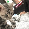 典斉