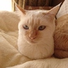もちねこ* さん