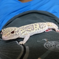 ラプンツェル