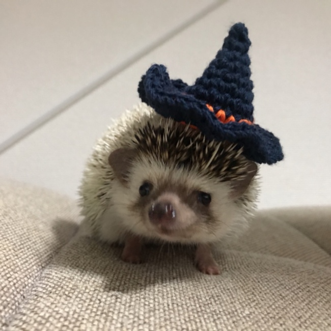 姫柊のカバー写真