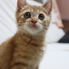 顔を舐める甘えんボーイ サムネイル2