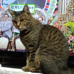 夏井先生・梅沢富美男と３ショット