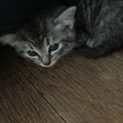 生後まもない赤ちゃんです。