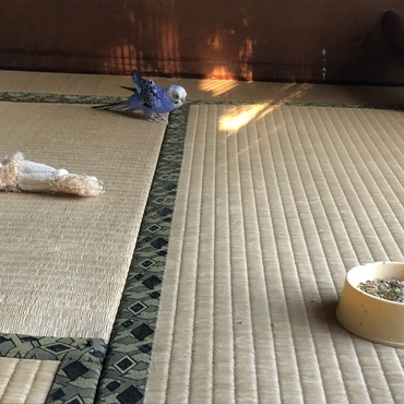 久しぶりに、自らケージから出てきました。おっかなびっくり‼️