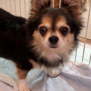 チワワのギーニちゃん