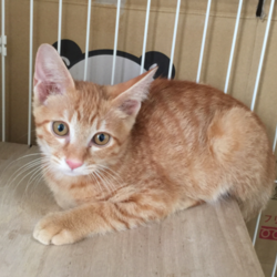 こじんまり猫の譲渡会 サムネイル3