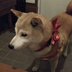 赤いリボンの日❤と…ハロウィンと…葵と…