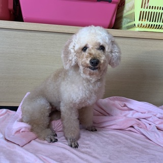 トイプードルのモカちゃん