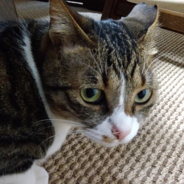 角度によっては「笑ゥせぇるすまん」のようなひさしのある目をしています。