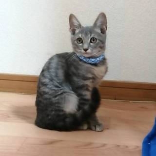 緊急里親募集中！