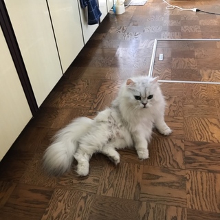 猫アレルギーの娘と猫が一緒に暮らせなくて。