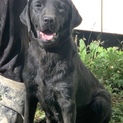 黒ラブラドールの女の子です