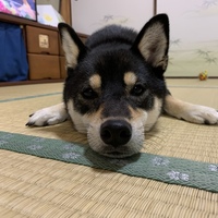 こんぶ