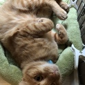 動画あり☆甘えん坊な成猫☆ごぼにゃん