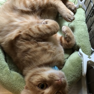 動画あり☆甘えん坊な成猫☆ごぼにゃん