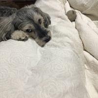 エル