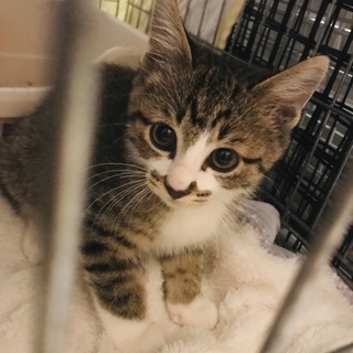 可愛いお顔のキジ白＊櫂衣くん