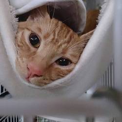 マーガレット君の近況報告