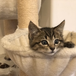 我が家のねこたんたち