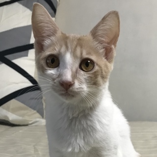 ５ヶ月位　人が大好き　ミユキちゃん