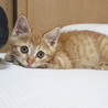 顔を舐める甘えんボーイ サムネイル4
