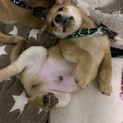 仔犬の兄妹（一旦募集の受付を終了致します）