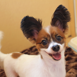 ラッスーちゃん　推定３歳