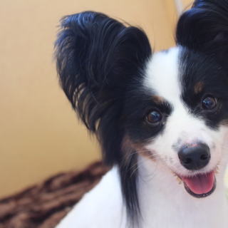 ステファンちゃん　推定3歳