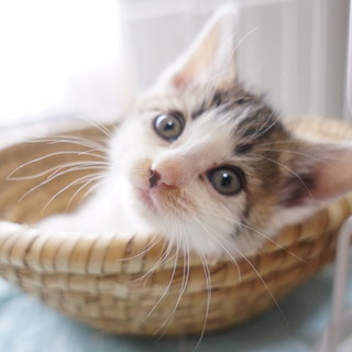 とってもひとなつっこくて遊び好き(1.5ヶ月齢)