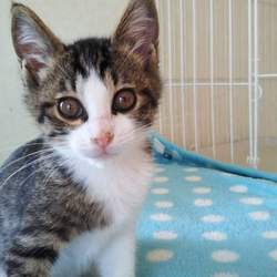 第81回　にゃん☆ぴーす犬猫譲渡会