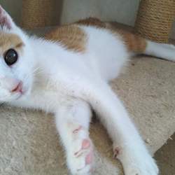 第81回　にゃん☆ぴーす犬猫譲渡会 サムネイル2