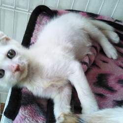 第81回　にゃん☆ぴーす犬猫譲渡会 サムネイル3