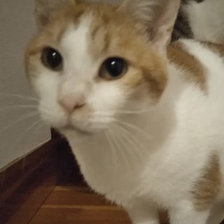 兄★今年の冬は、あなたのお膝を暖めます！