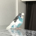 セキセイインコ オス 2才