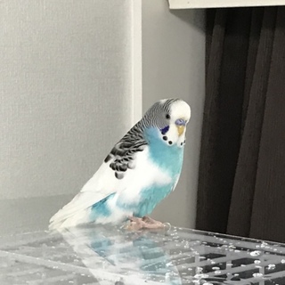 セキセイインコ オス 2才